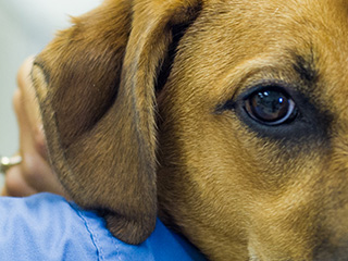 Study shows hope for future of inherited blindness